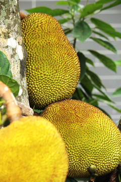 兵王之绝境狙杀