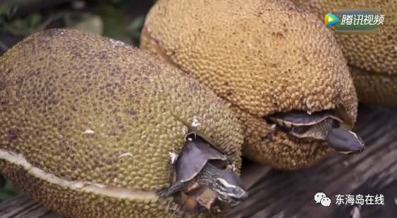 全息游戏：恋爱世界